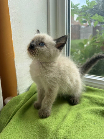 Ragdoll Sweet Kittens + chip, health card, food