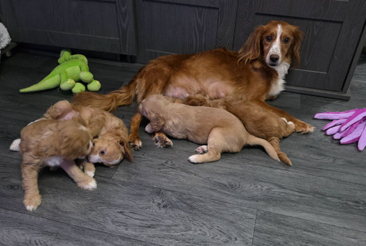 Ready from 11th August - Gorgeous Cockapoo Puppies