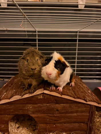 Two male guinea pigs