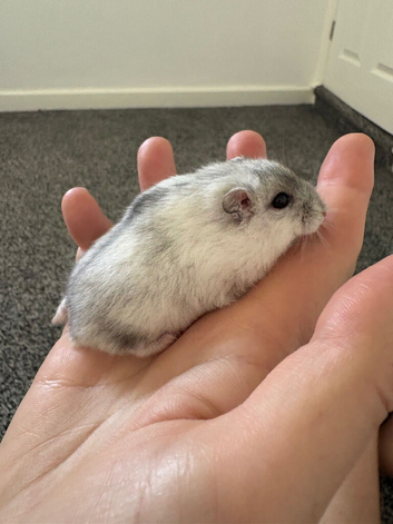 Pedigree Winter White Hamsters for Sale