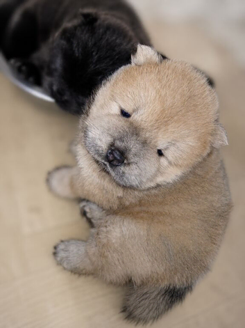 Blue chow chow puppies