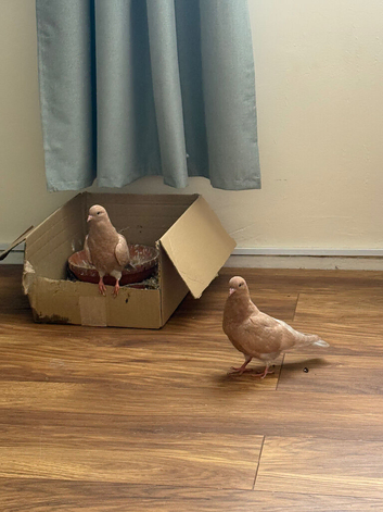 Two hand raised roller pigeons