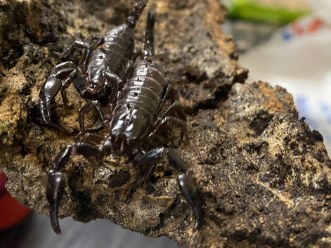 Thai Forest Scorpions (Laoticus) at Birmingham Reptiles