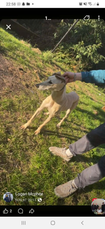 Bull x gray x saluki