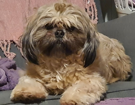 SPAYED...Lady kc Shihtzu looking for her peace and quiet