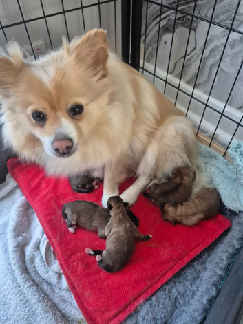 Pomeranian puppies