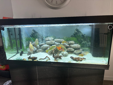 Rio jewel 450 aquarium