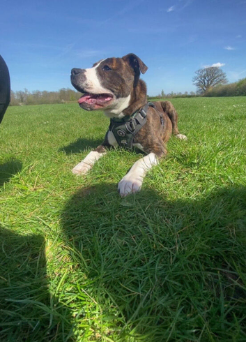 Staffordshire bull terrier x American bulldog