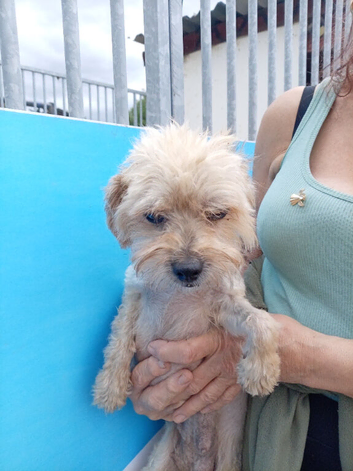 Yorkshire Terrier cross Chuichua