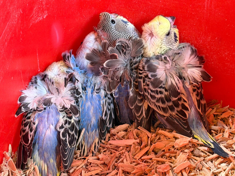 Hagoromo young budgies available