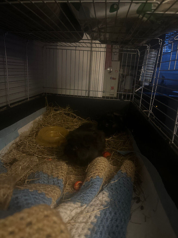 2 female sister guinea pigs