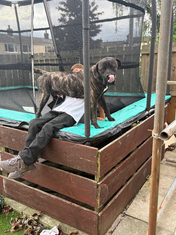 Boerboel x cane corso