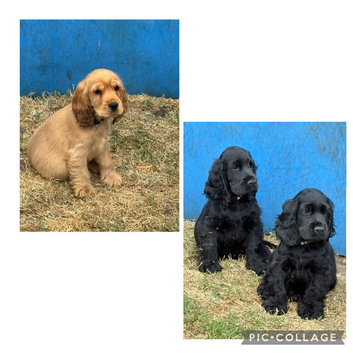 Beautiful Show Cocker Spaniel Puppies