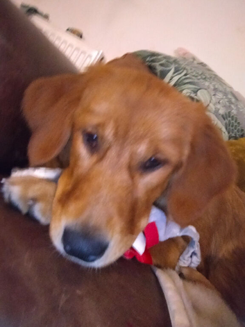 Fox red female retriever 10 months old female
