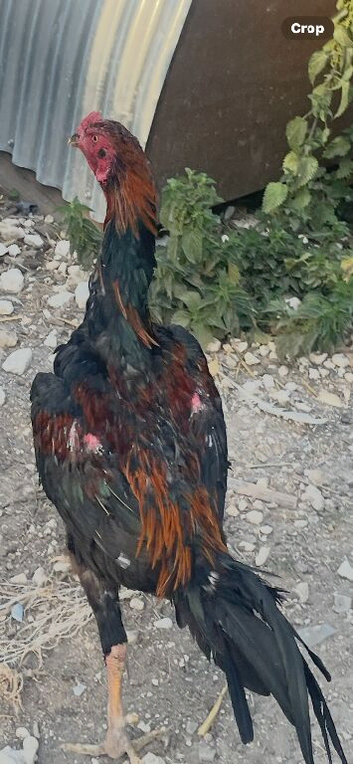 Shomo cock