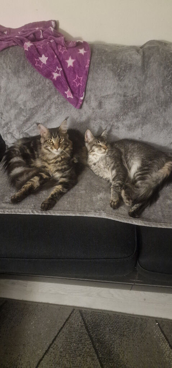 2 boy kittens