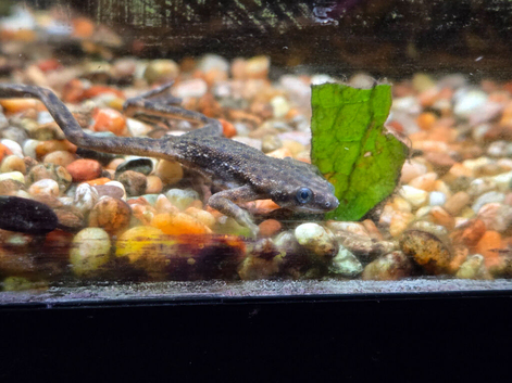 Calico Platys, Pleco and African Dwarf Frogs free to a good home