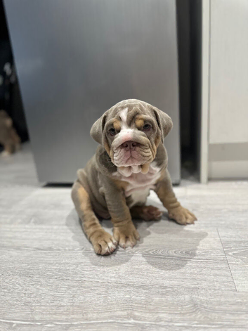beautiful unique coloured bulldog pups
