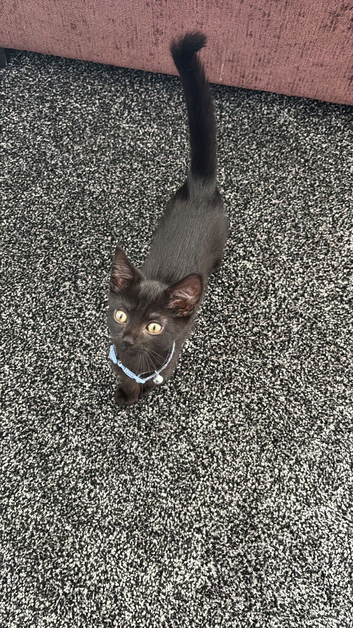 Kitten looking for a home..