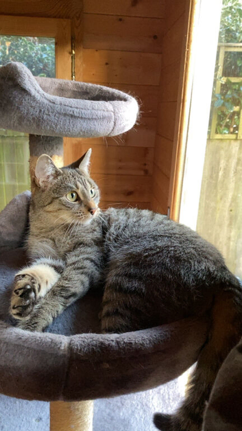 Gorgeous grey female cat for sale