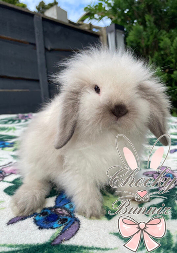 Beautiful Mini Lion Lops