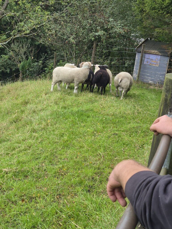 Tups for sale