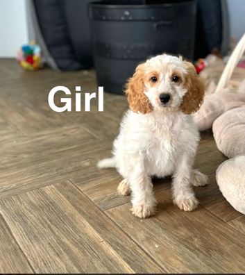 Petal gorgeous litter of cockapoo colours
