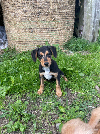 COCKER X COLLIE PUPPIES