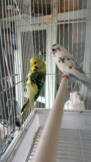 Budgies x4