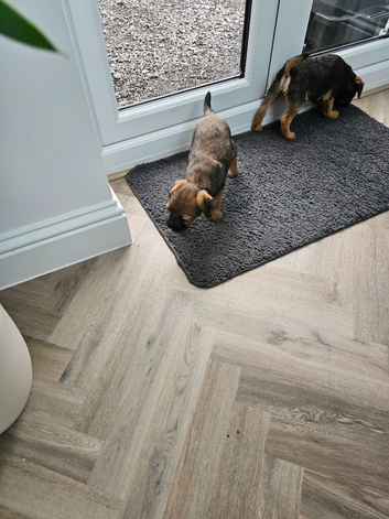 Beautiful border terrier puppies