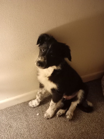 14 week old border collie