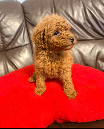 Toy Poodle
