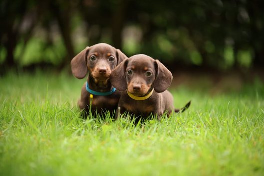 Miniature dachshund