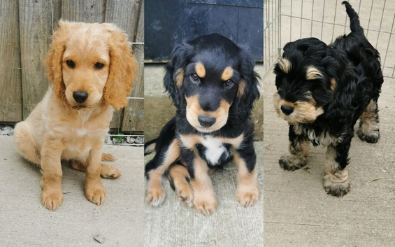 Cockapoo (2 girls, 1 boy)