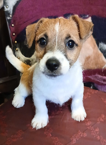 Beautiful Jack Russell puppy