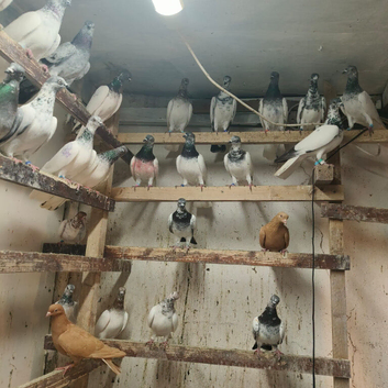 I have pigeons for saleVaccinated