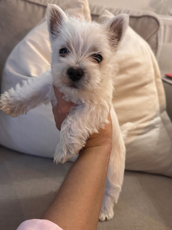 West highland terrier