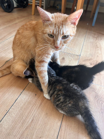 Ragdoll x Siamese x maincoon x