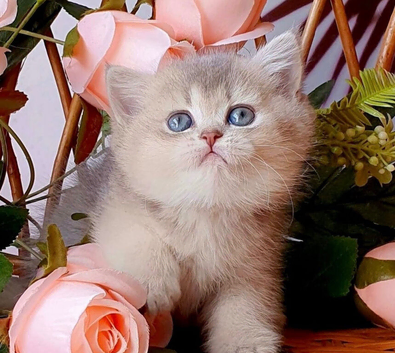 READY TO RESERVE Beautiful female AY11 blue golden shaded British shorthair kitten