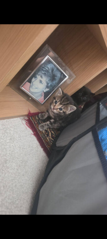 8 week old kittens