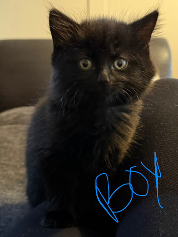 Kittens