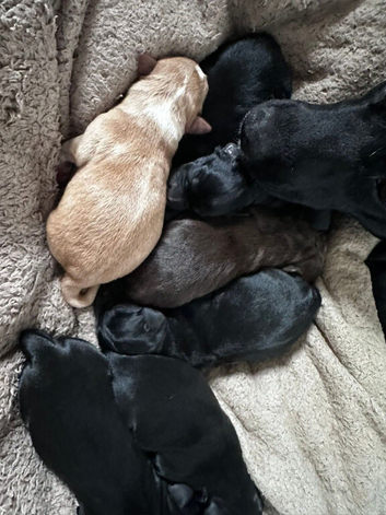 8 gorgeous puppies for sale
