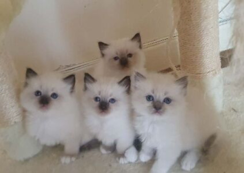 Ragdoll Kittens for sale