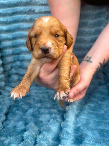 Cockapoo Puppies