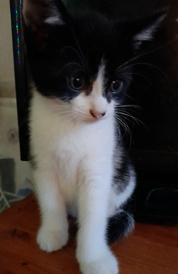 Girl kitten. tuxedo. Black and white
