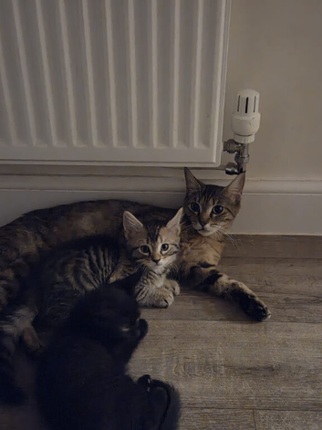 Maine Coon Cross Kittens