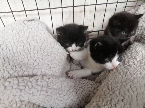 Beautiful Black&white kittens