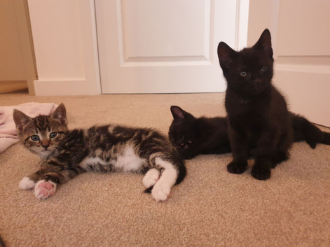 9 week kitten for sale