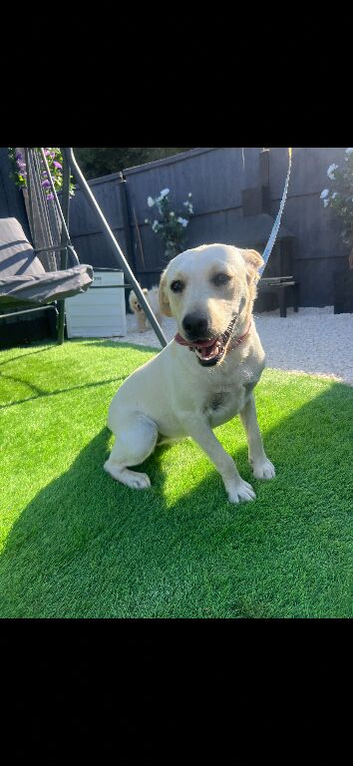 Labrador girl 8 months old
