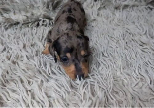 Blue & Tan Dapple, Red & Black Mini Dachshunds